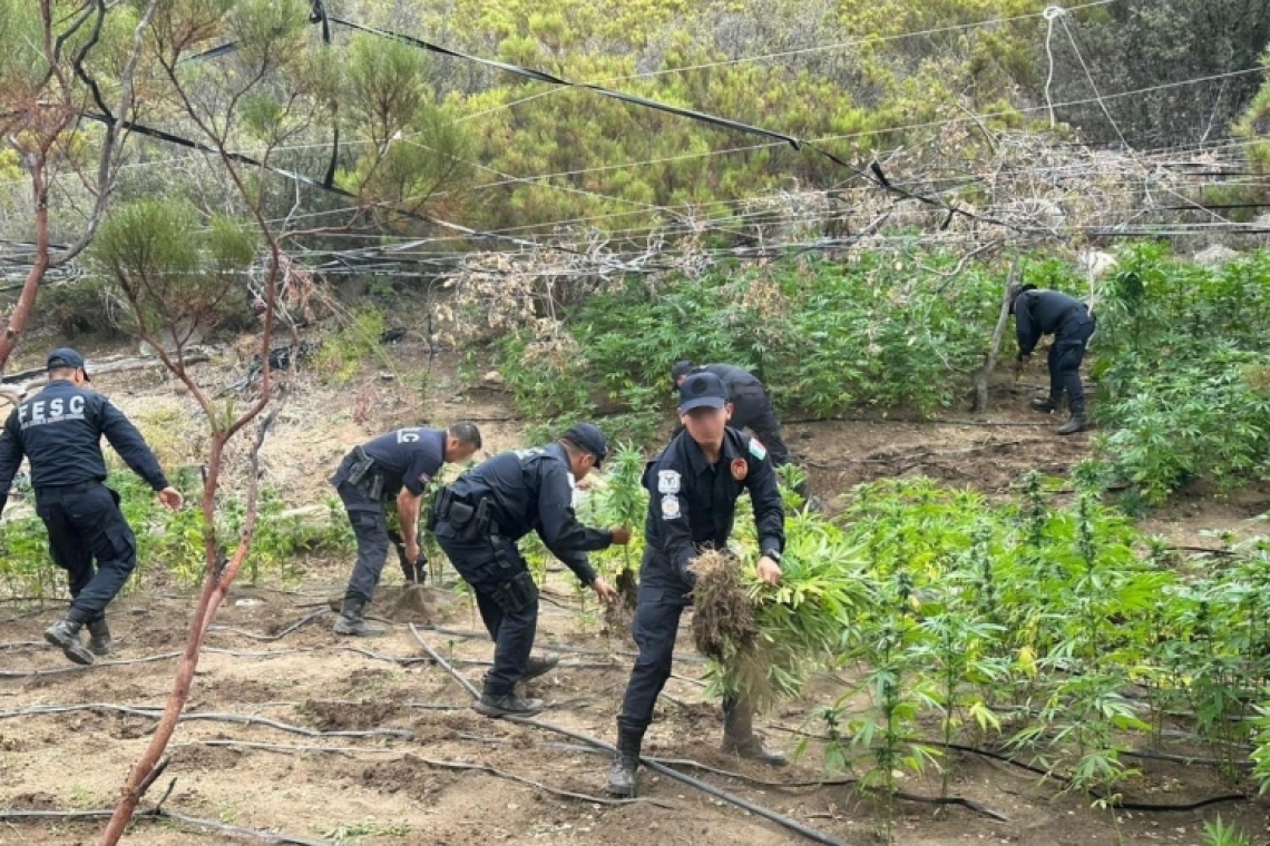 PLANTIO DE MARIHUANA, 4 PERSONAS DETENIDAS 