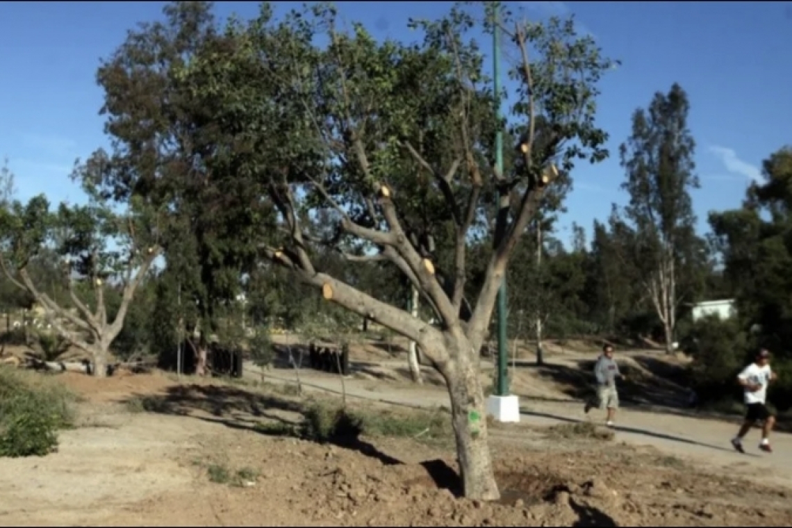 HASTA 50 MIL PESOS DE MULTA POR TALA DE ÁRBOLES EN TIJUANA