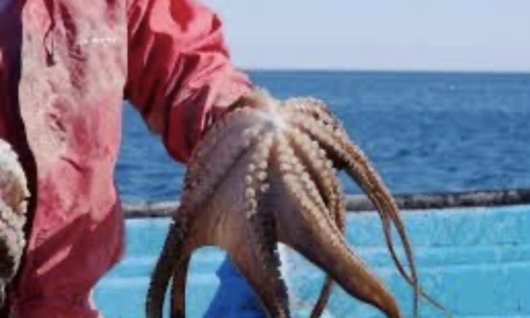 SEPESCA BC: TEMPORADA DE PESCA EN BAHÍA DE LOS ANGELES 