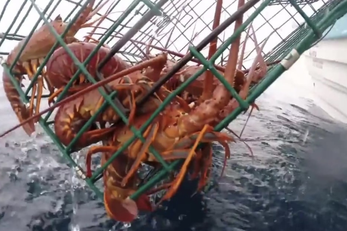 INICIA VEDA DE LANGOSTA ROJA EN BAJA CALIFORNIA 