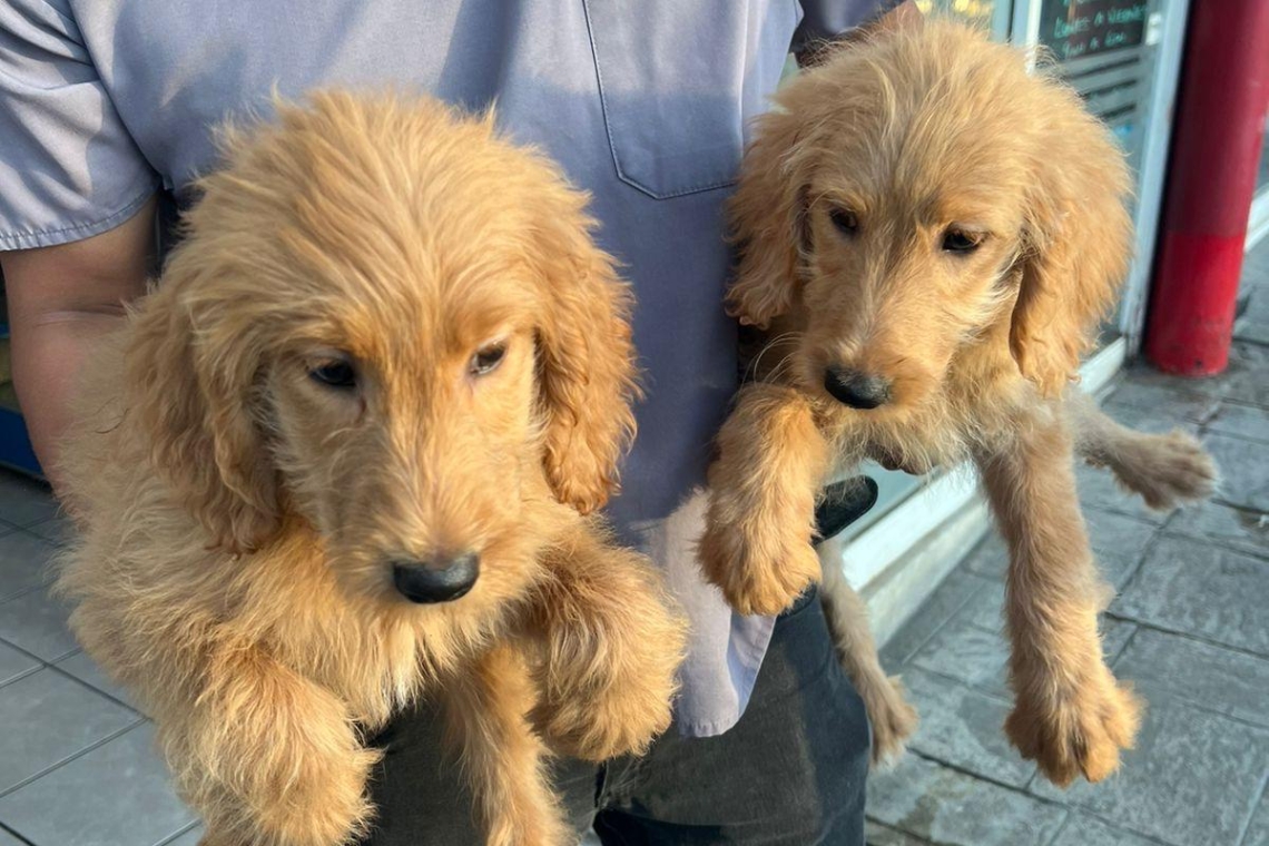 Clausura el XXV Ayuntamiento de Tijuana establecimiento por venta ilegal de animales