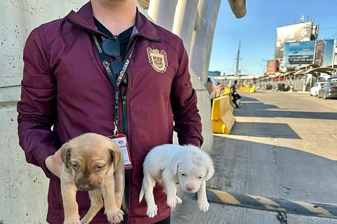 Refuerza Gobierno Municipal de Tijuana operativos para la protección y el bienestar de los seres sintientes