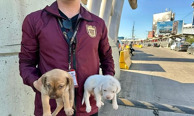 Refuerza Gobierno Municipal de Tijuana operativos para la protección y el bienestar de los seres sintientes