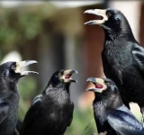 Si escuchás cuervos cantar en tu casa o jardín durante el día, te contamos qué significa y por qué es bueno