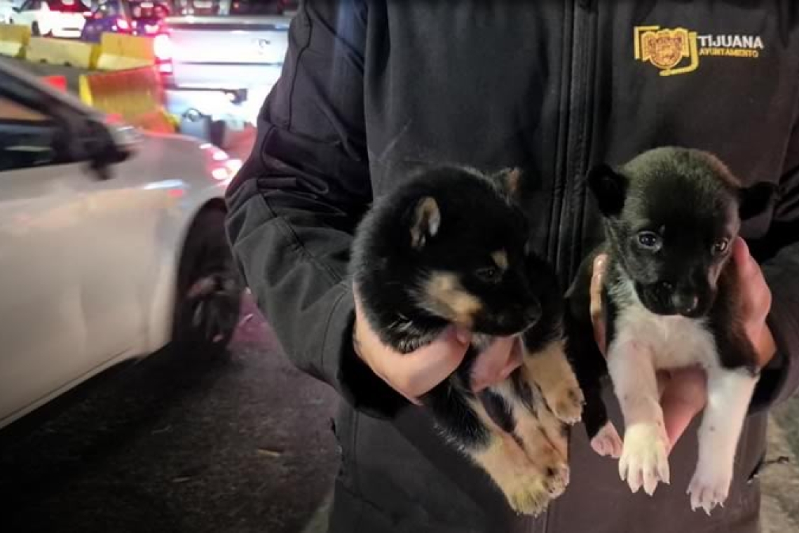 Rescata Gobierno Municipal de Tijuana a dos cachorros que eran comercializados en las inmediaciones de la Garita de San Ysidro