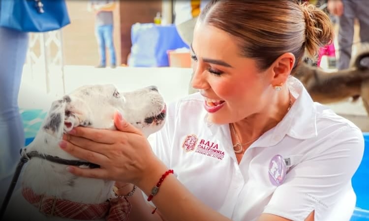 CONSOLIDA GOBERNADORA MARINA DEL PILAR A BAJA CALIFORNIA COMO REFERENTE NACIONAL EN PROTECCIÓN Y BIENESTAR ANIMAL