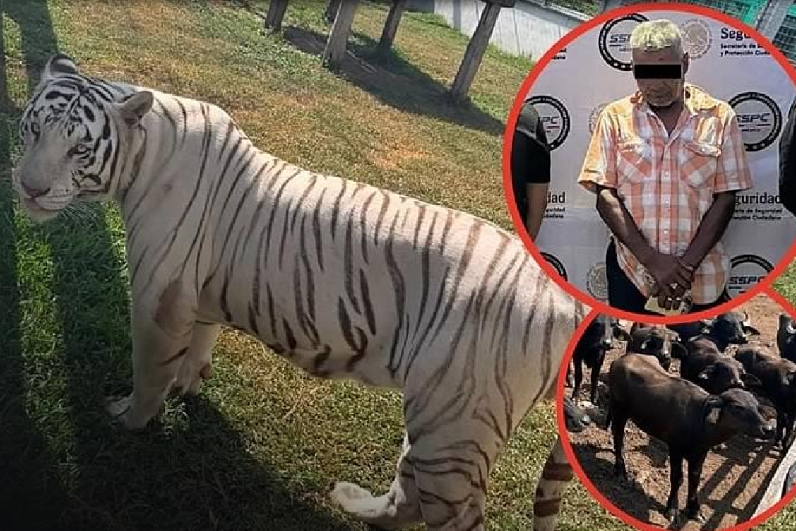 Decomisan 130 animales exóticos en cateos a 5 inmuebles en Tamaulipas: había tigres de bengala, jaguares y monos araña