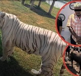 Decomisan 130 animales exóticos en cateos a 5 inmuebles en Tamaulipas: había tigres de bengala, jaguares y monos araña